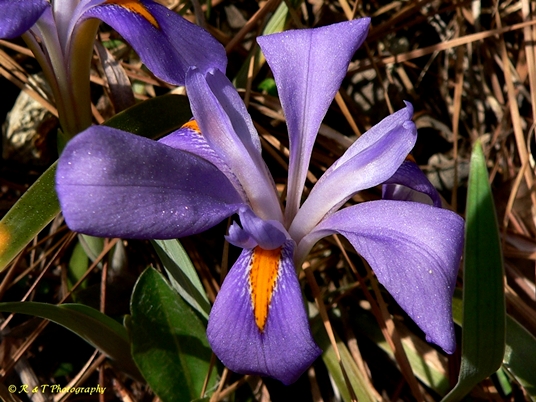 {Iris verna var. smalliana}